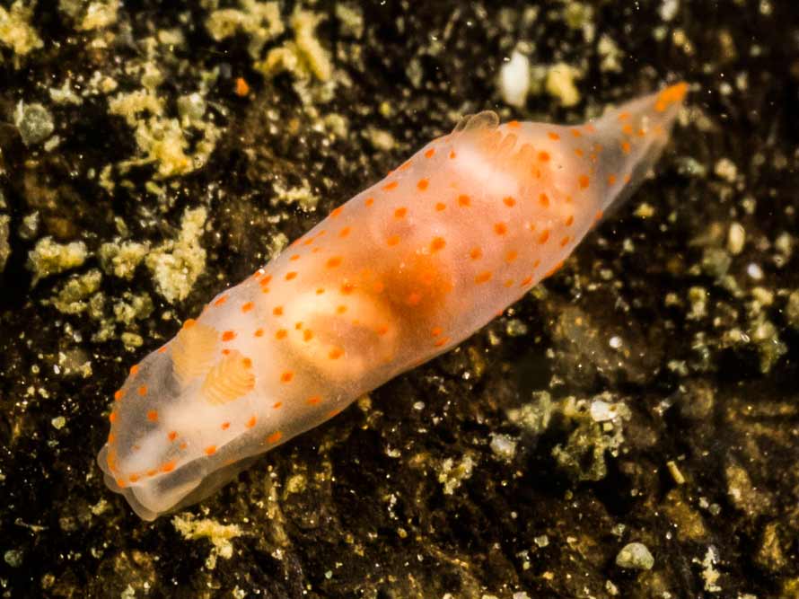 Gymnodoris pseudobrunnea